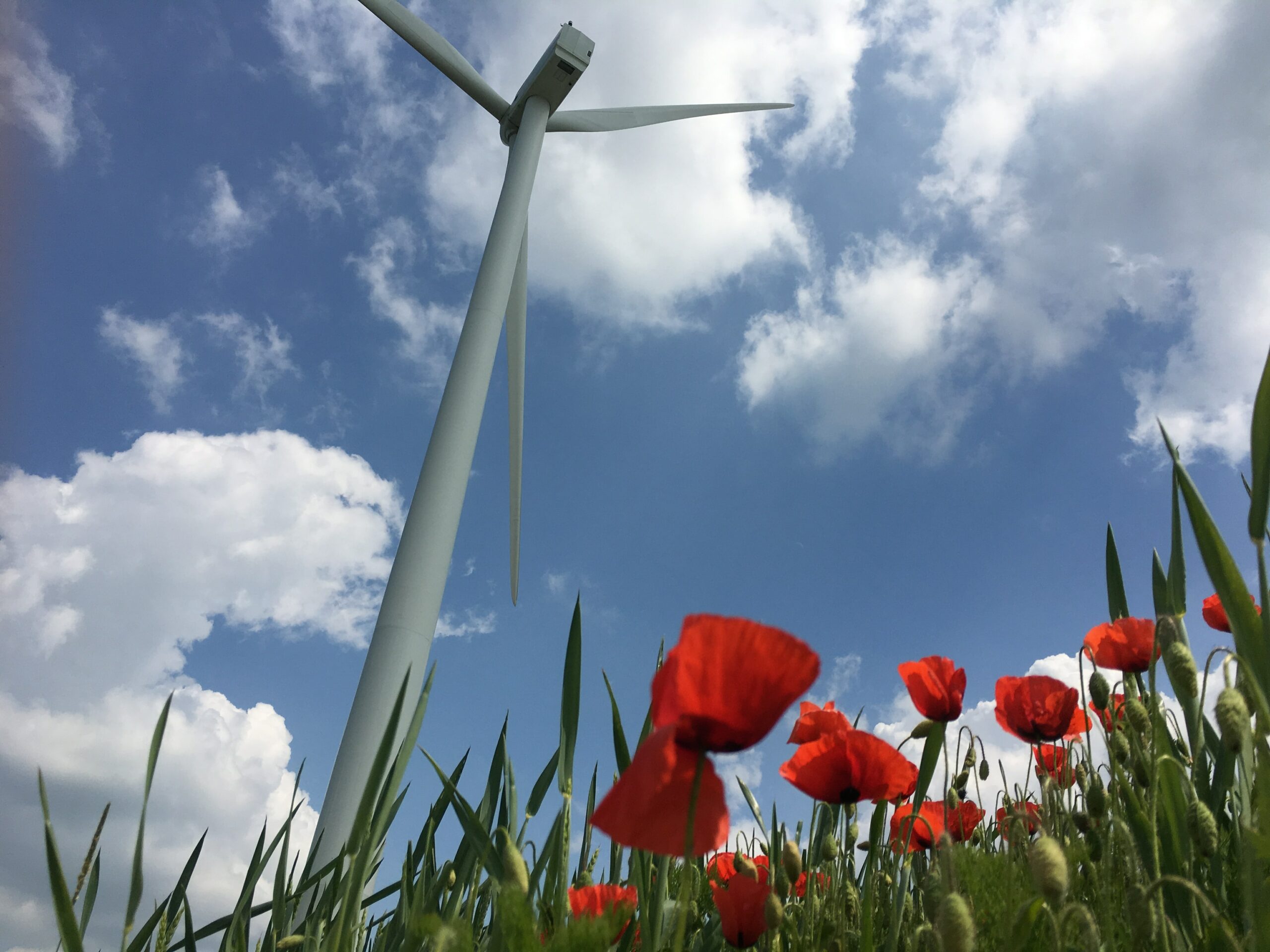 éoliennes et respect des espèces protégées